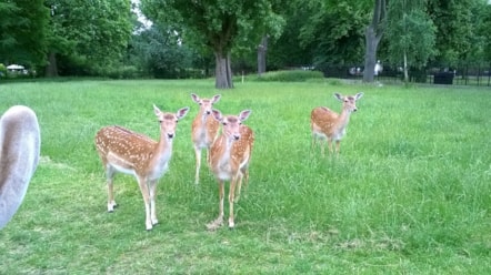 deerjuly2016.jpg