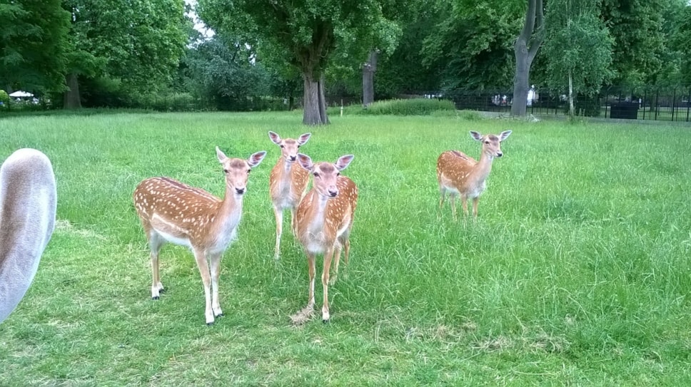 deerjuly2016.jpg