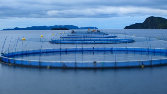 Innovasea, Grieg Seafood and Canada’s Ocean Supercluster Announce New Project: Grieg Seafood Newfoundland