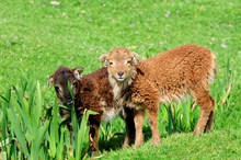 Soay sheep lamb (Ovis aries), Hirta, St Kilda. ©Lorne Gill-NatureScot.