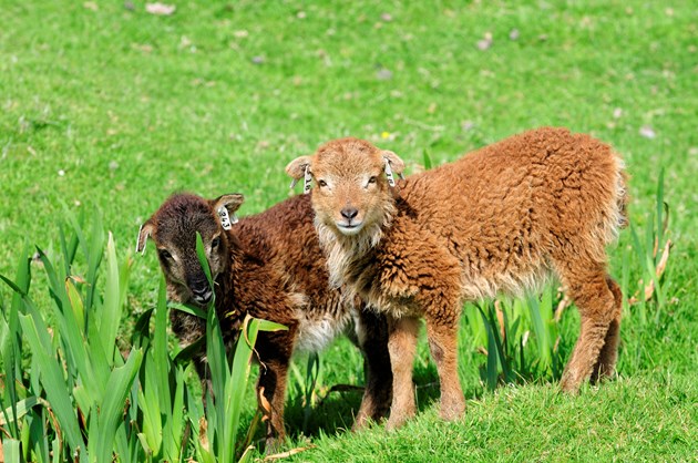 Urgent plea for dog owners to take the lead on responsible ownership near livestock: Soay sheep lamb (Ovis aries), Hirta, St Kilda. ©Lorne Gill-NatureScot.