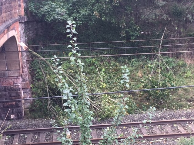 Tree on the line at Penrith