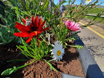 Image shows flowers at Squires Gate station