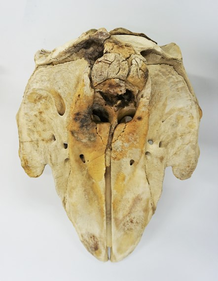 Skull of short-finned pilot whale (Hazelbeach) . Copyright National Museums Scotland