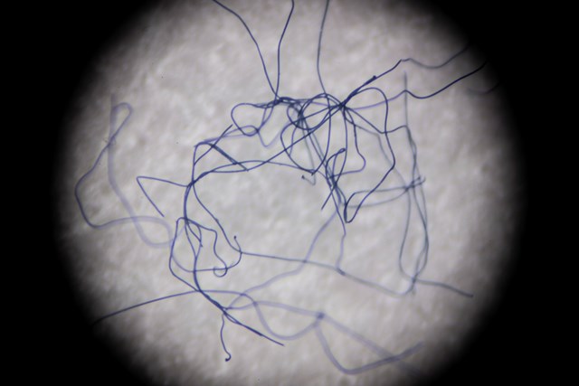 Microscopic fibres captured by filters during the study (Credit University of Plymouth)