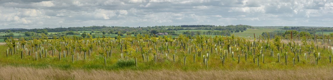 Large scale tree planting at Cubbington Woods (panoramic): Credit: HS2 Ltd