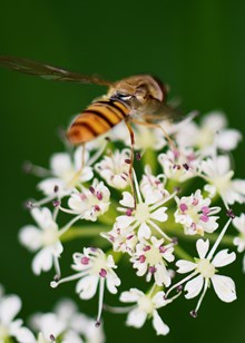Taynish Pollinator Trail - hoverfly DSC 4883 - credit Caroline Anderson SNH