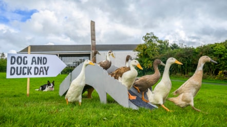Dog&DuckDay-4