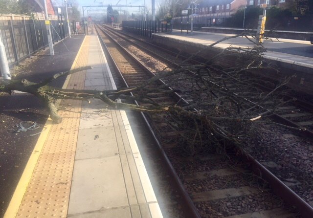 Tree branches on the track at Roby station