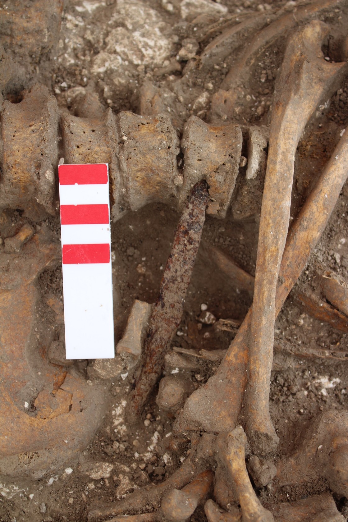 HS2 excavations of an Anglo Saxon burial ground in Wendover-8: A possible male skeleton, aged 17-24, found with a iron spear point imbedded into the thoracic vertebra, excavated during HS2 archaeological work in Wendover.

Tags: Anglo Saxon, Archaeology, Grave goods, History, Heritage, Wendover, Buckinghamshire