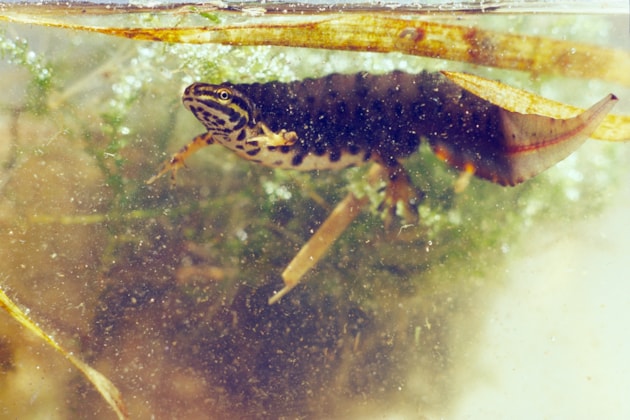 Smooth newt ©Lorne Gill/NatureScot