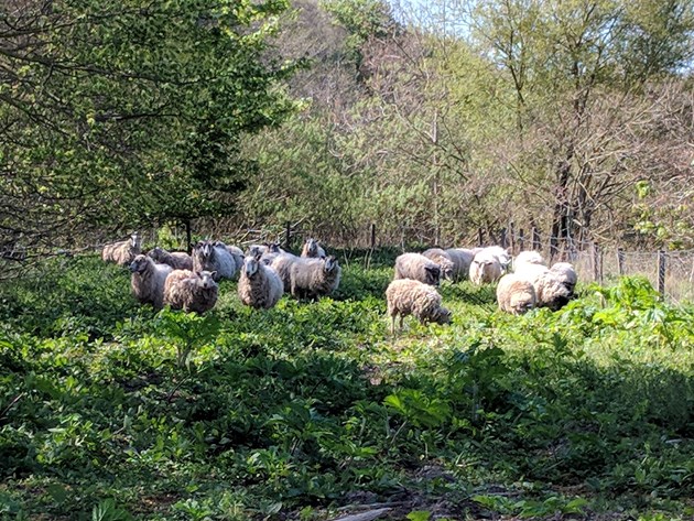 Macduff sheep working to keep Giant hogweed at bay: Sheep with hogweed ©SISI project