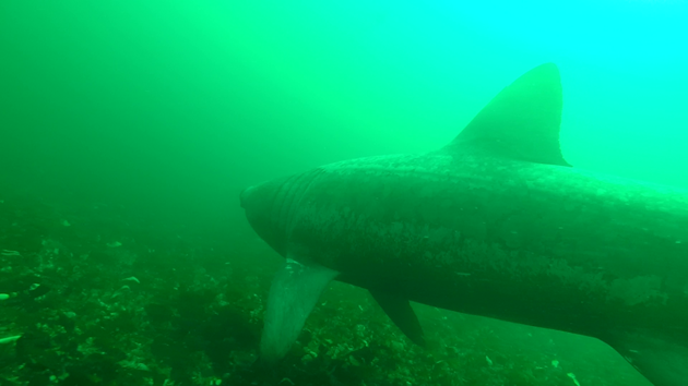 SharkCam basking shark project screenshot 1 ©WHOI