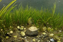 Shallow water seagrass bed with bivalve shells and native oysters in Loch Sween. ©Ben James-NatureScot - Free use with credit