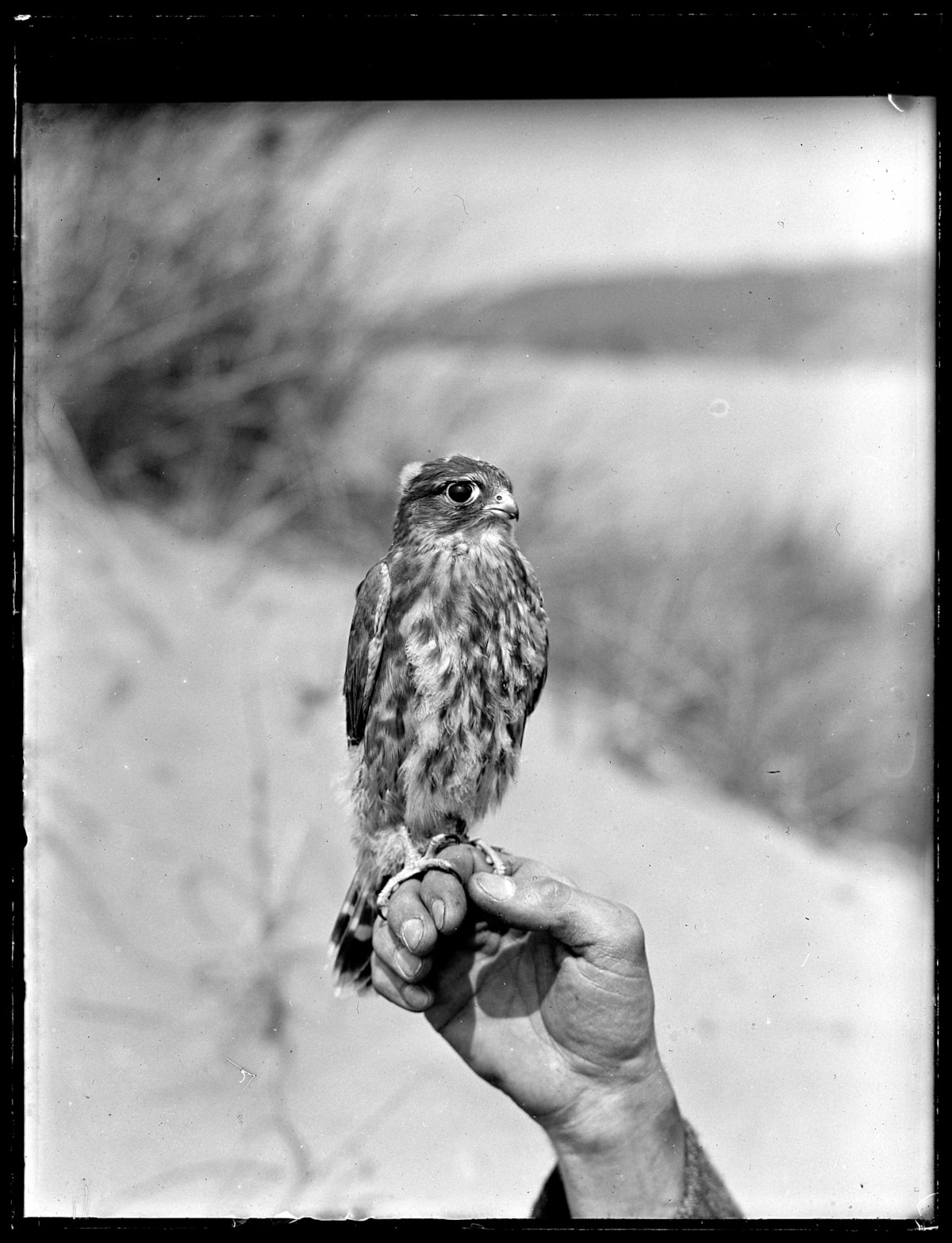 A fully fledged Merlin (Falco columbarius) in hand, Merthyr Mawr, Bridgend. Photographed 2 July, 1921.
