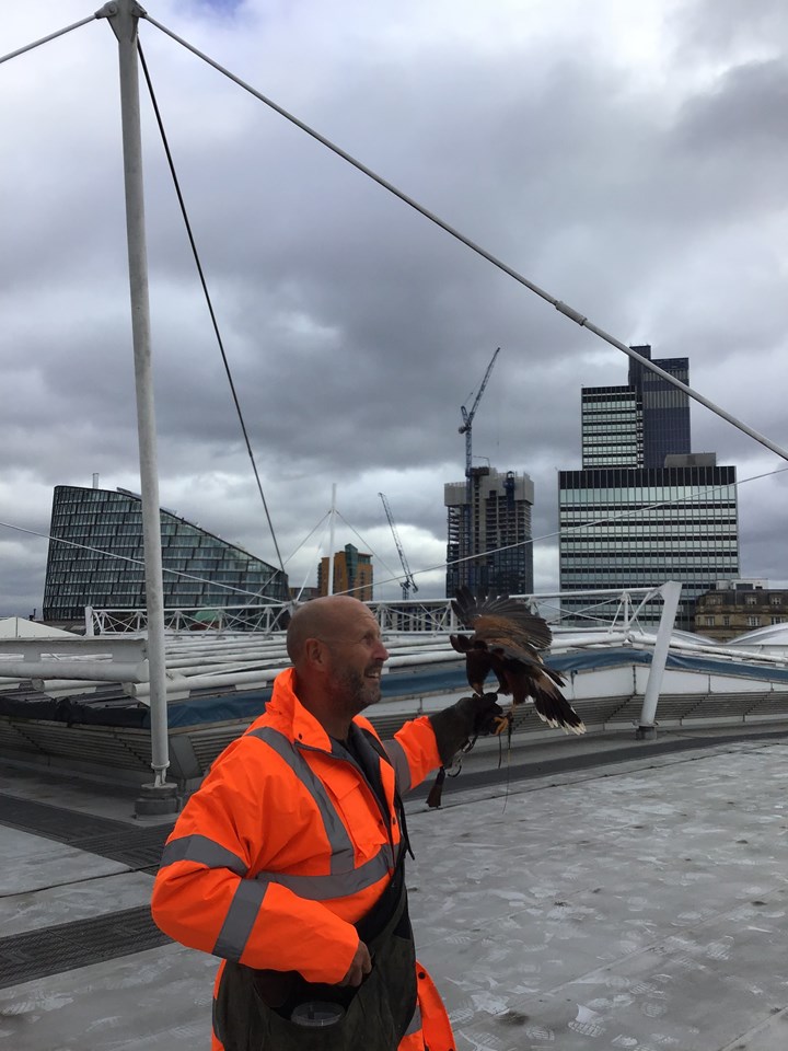 Hawk hired to scare off roof-pecking squatters: Harris Hawk at Manchester Victoria 2