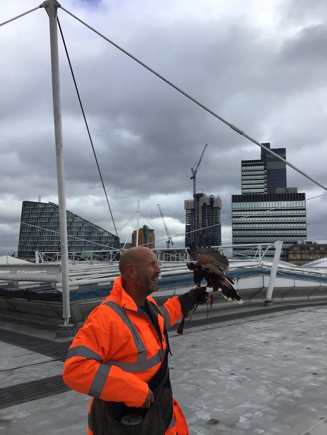 Harris Hawk at Manchester Victoria 2