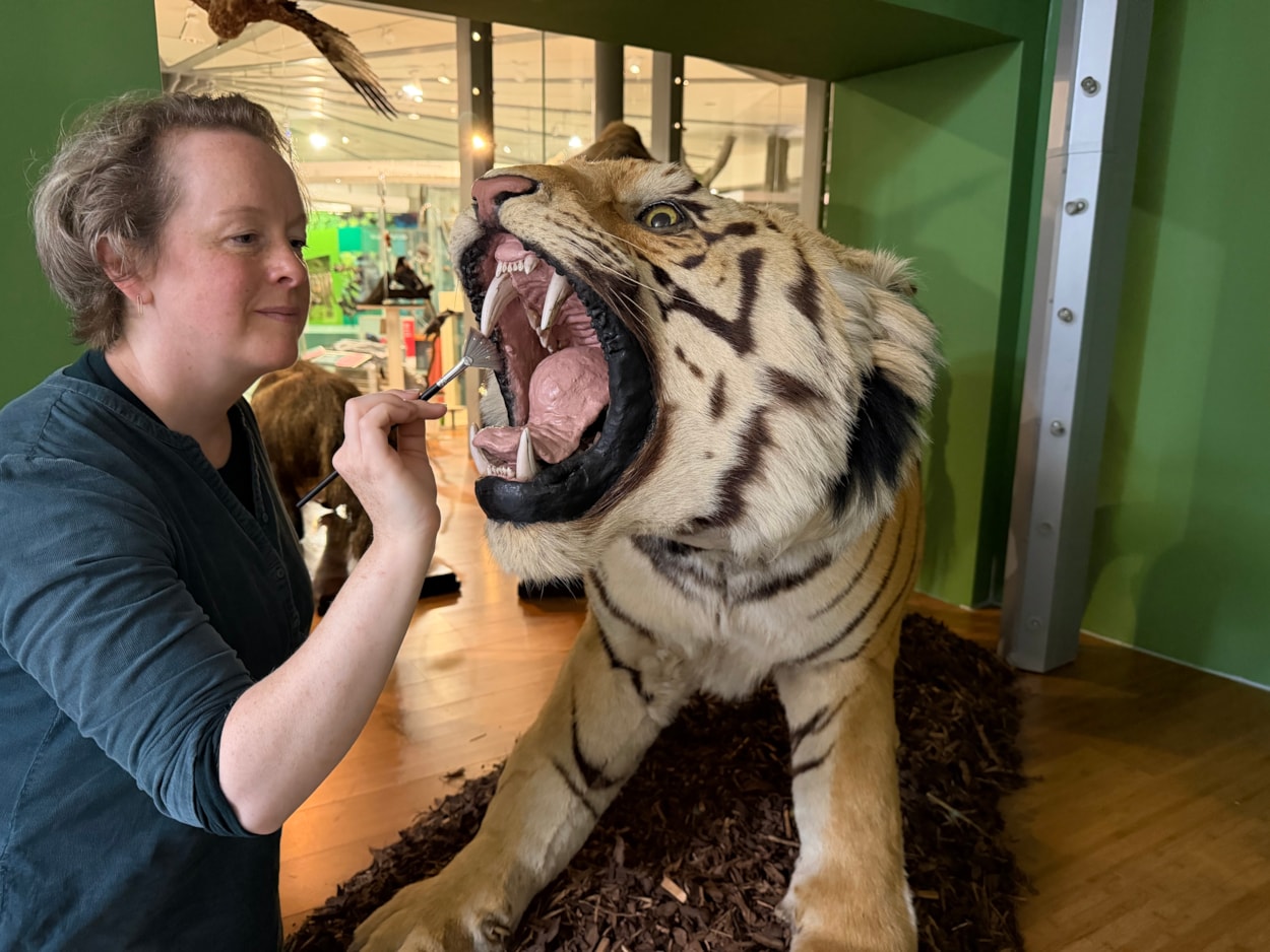 Leeds tiger taxidermy: Curators Clare Brown (pictured) and Sarah Burhouse were on site at Leeds City Museum carrying out meticulous checks for dust and the types of tiny pests which can be harmful to vintage taxidermy, before undertaking a delicate clean of some unique and historically significant exhibits.
The gigantic Bengal tiger, thought to be one of the biggest taxidermy mounts of its kind anywhere in the world, was among a selection of the museum’s most precious and historic specimens being conserved in the museum’s spectacular Life on Earth Gallery.