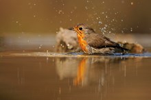 Robin bathing in a garden pond ©Fergus Gill/NatureScot