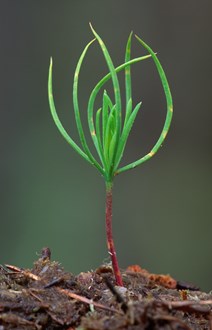 Scots pine seedling Beinn Eighe NNR, ©Laurie Campbell SNH