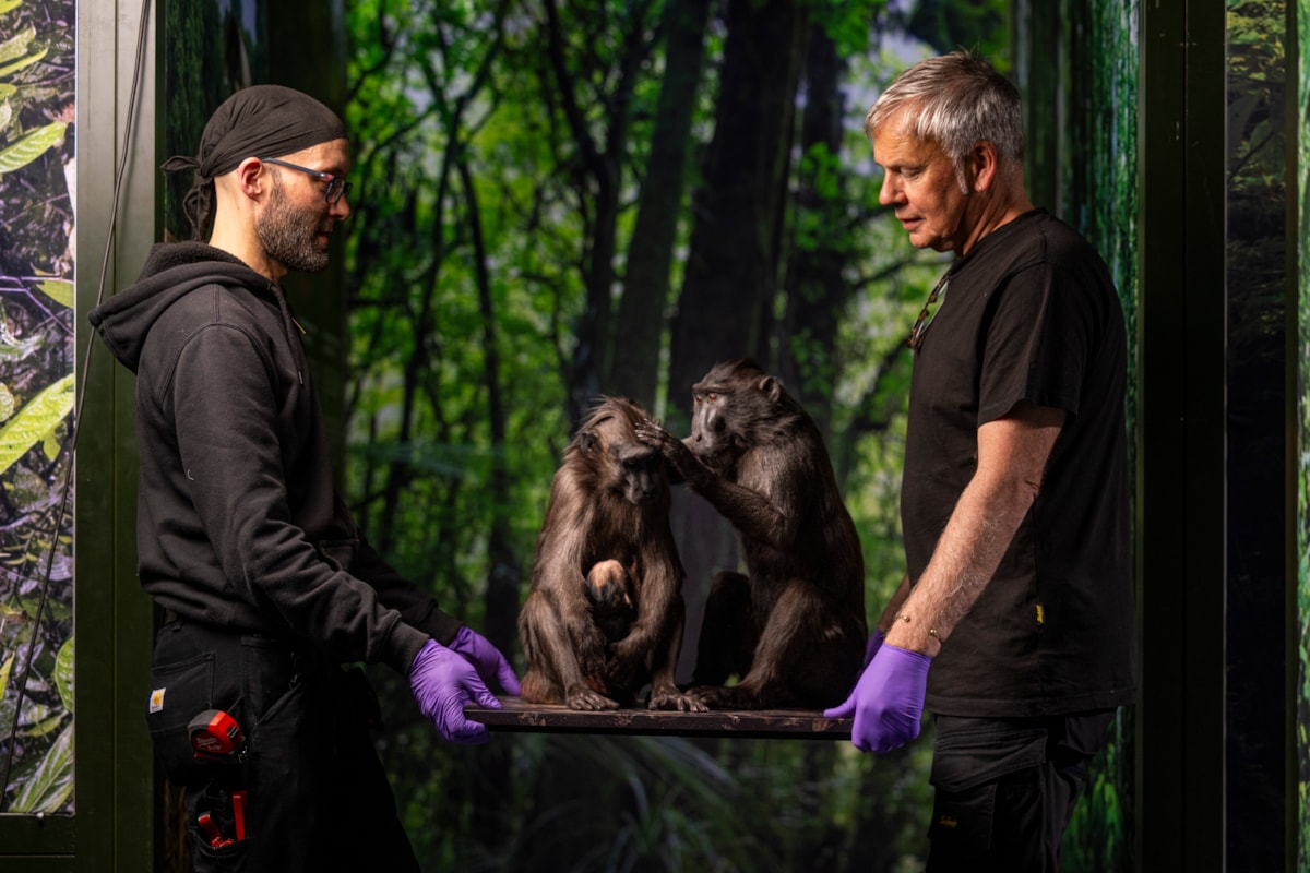 Steve Dobson and Steve Anderson of National Museums Scotland install two Sulawesi crested macaques. Photo © Duncan McGlynn (2)