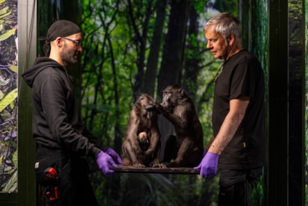 Steve Dobson and Steve Anderson of National Museums Scotland install two Sulawesi crested macaques. Photo © Duncan McGlynn (2)