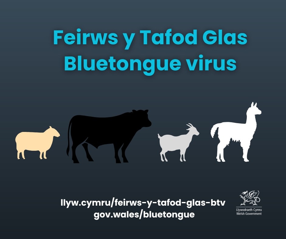 Bluetongue virus (BTV) graphic bilingual