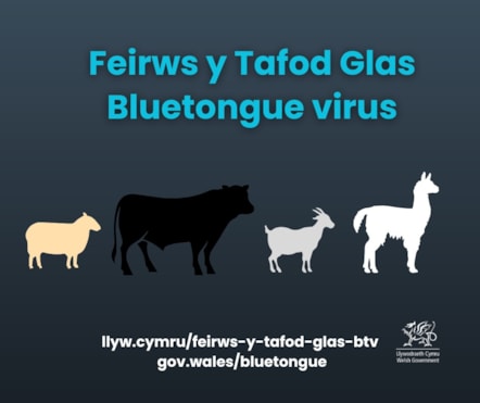 Bluetongue virus (BTV) graphic bilingual