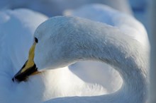 WhooperSwan-D2985 - ©Lorne Gill-SNH