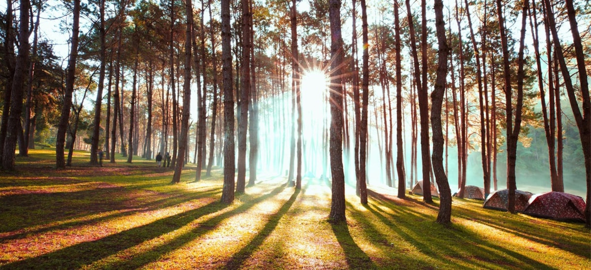 sun-through-trees