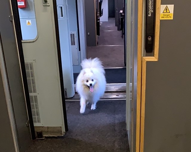 Dog takes engineering train from Long Eaton to Burton after Network Rail workers rescue him from the tracks: Dog takes engineering train from Long Eaton to Burton after being rescued from the tracks