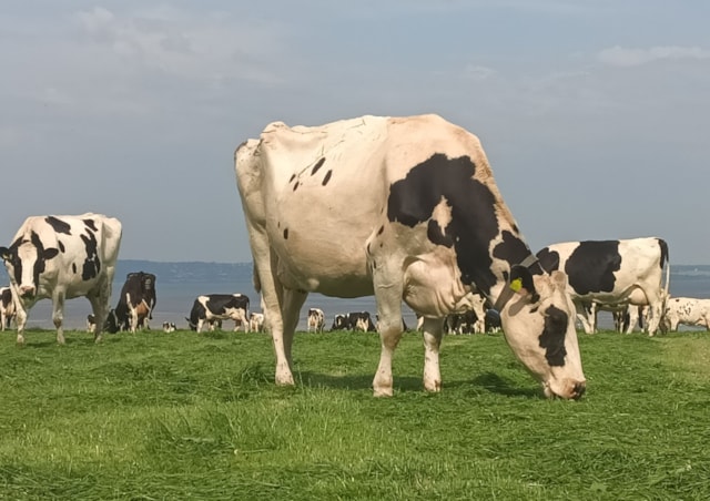 Ffrwd Holstein Friesian herd grazing in a pre-mown paddock at Moor Farm-2