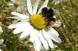 Open letter on greening: Environment-bees-wild-flowers