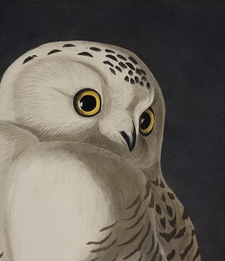 Detail of a print depicting Snowy Owls from Birds of America, by John James Audubon. Image © National Museums Scotland