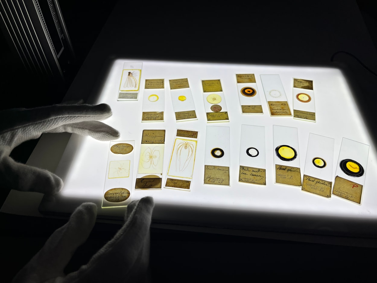 Microscope slides: The collection also includes slides containing spiders and insects from around the world, carefully preserved more than a century ago.