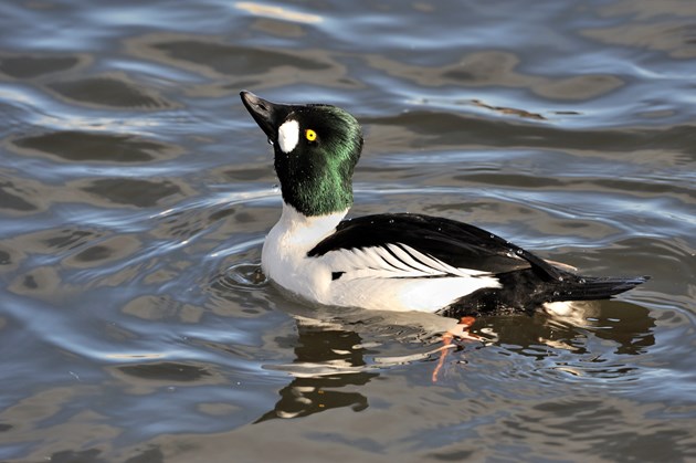 More people flock to NE Scotland’s national nature reserves in 2020: A male Goldeneye duck.©Lorne Gill-NatureScot