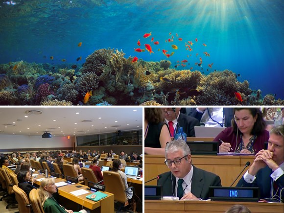 Protecting the oceans and the high seas: FHaag at NYC biodiversity meeting small