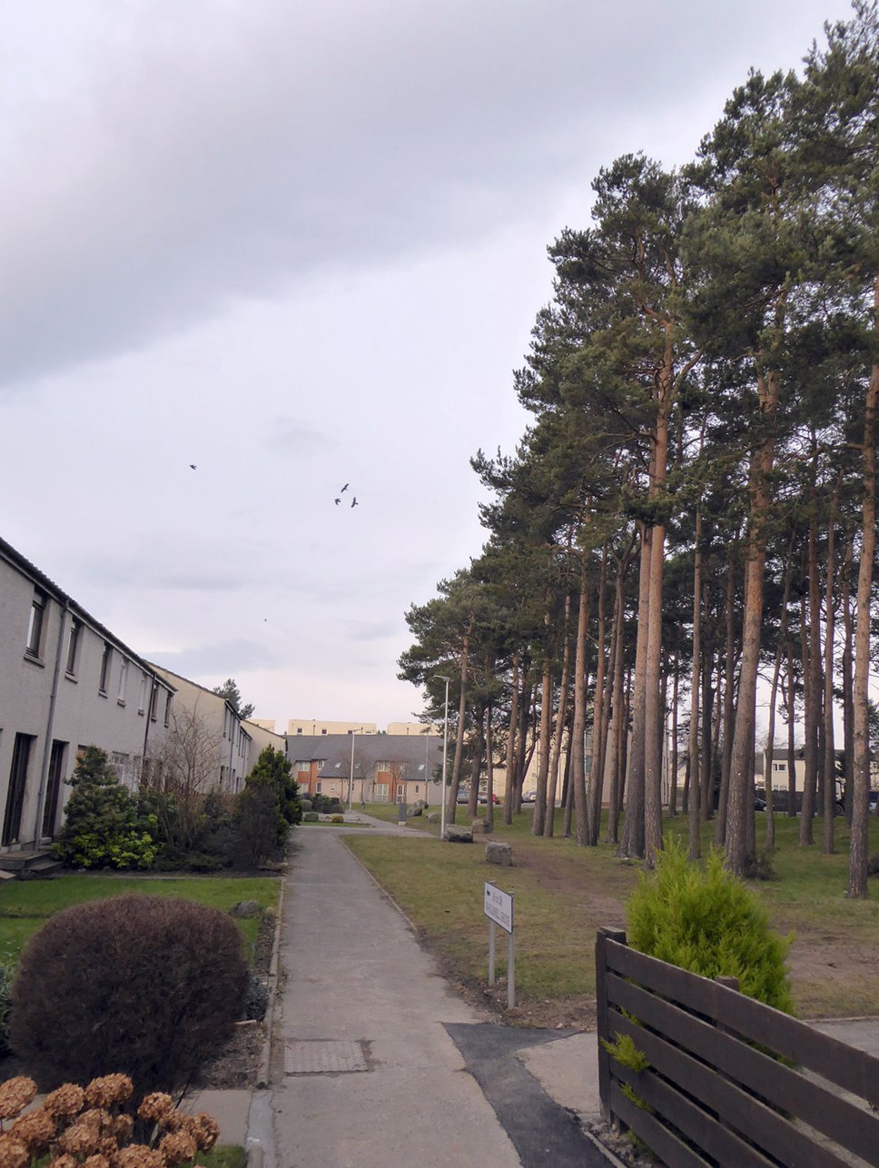 Tree felling at Waulkmill in Elgin to commence