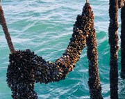Mussels growing on ropes at the offshore farm in Lyme Bay, UK (Credit Offshore Shellfish Ltd)