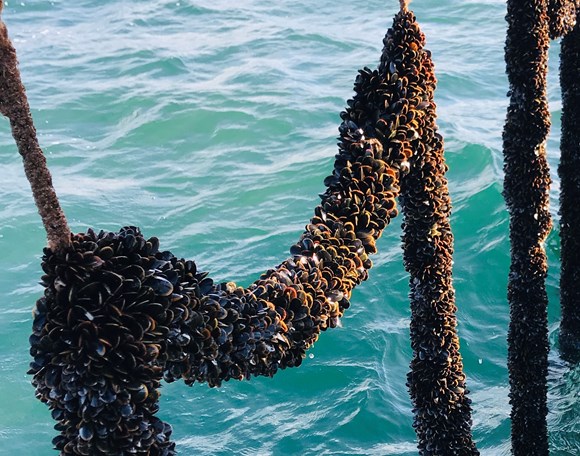Study suggests offshore mussel farms could have wider environmental benefits: Mussels growing on ropes at the offshore farm in Lyme Bay, UK (Credit Offshore Shellfish Ltd)