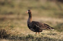 Species on the Edge - Greeland white-fronted goose (c) Andy Hay RSPB: Species on the Edge - Greeland white-fronted goose (c) Andy Hay RSPB