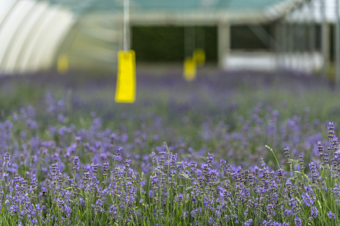 Crowders Nursery July 2019: Credit: Henry Thomas 
(Crowders, trees, nursery, plants, supply chain)
Internal Asset No. 8421