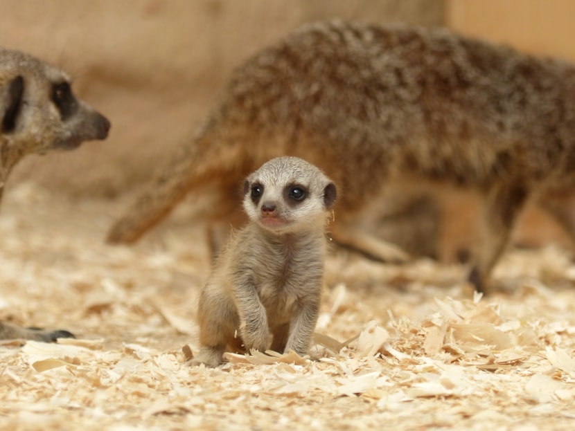 Surprise meerkat pups welcomed at Tropical World: Meerkat pup
