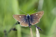 Northern brown argus butterfly: Northern brown argus butterfly ©Lorne Gill/NatureScot