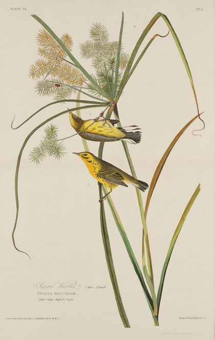 Print depicting Prairie Warbler from Birds of America, by John James Audubon. Image © National Museums Scotland
