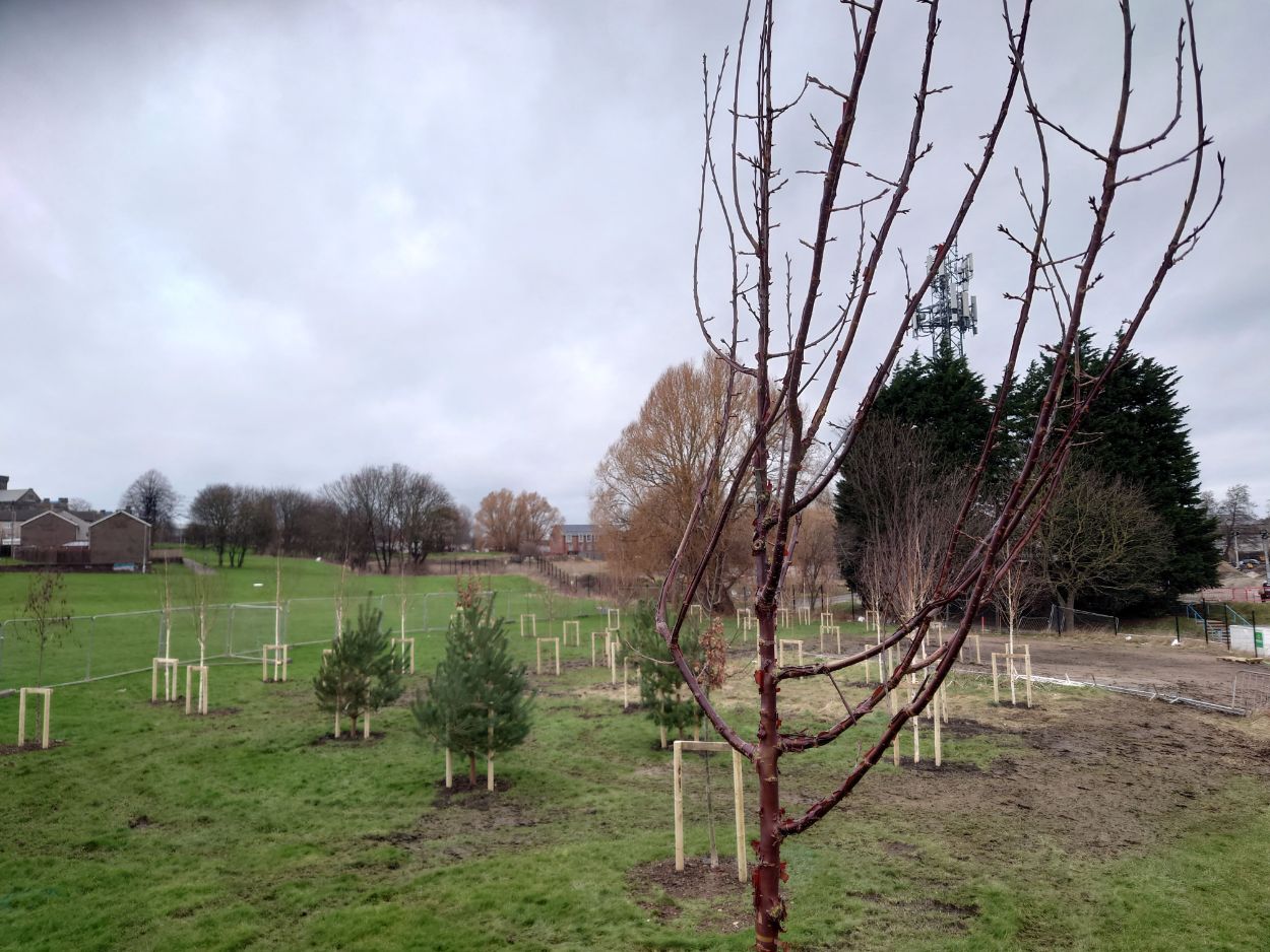 Armley Gyratory nearby tree planting