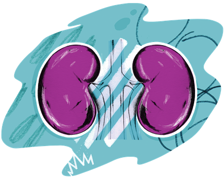 Organ Donation - Kidneys - Illustration - PNG