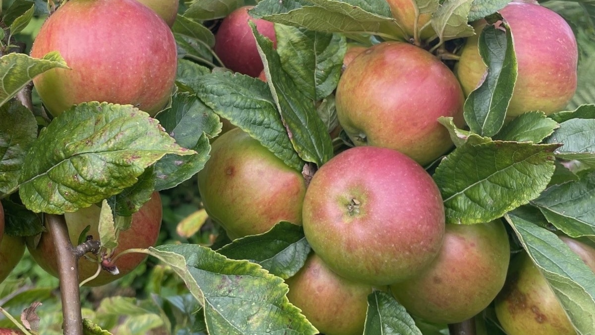 Schools, faith and community groups across Lancashire can apply for upto 25 trees from a range of species, including apple, pear, damson, plum, cherry and heritage trees, with some varieties able to bear fruit from the very first year.