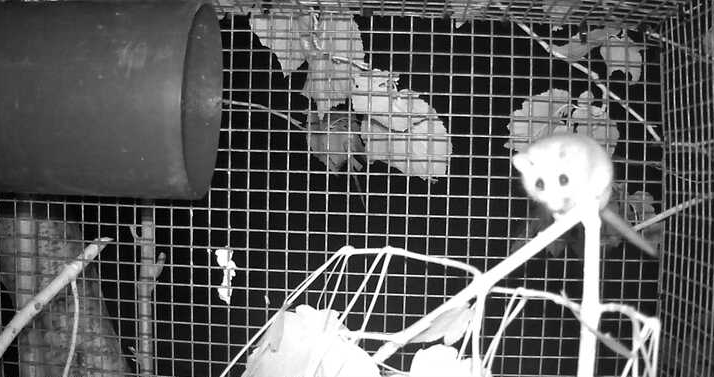 Dormice camera traps-4