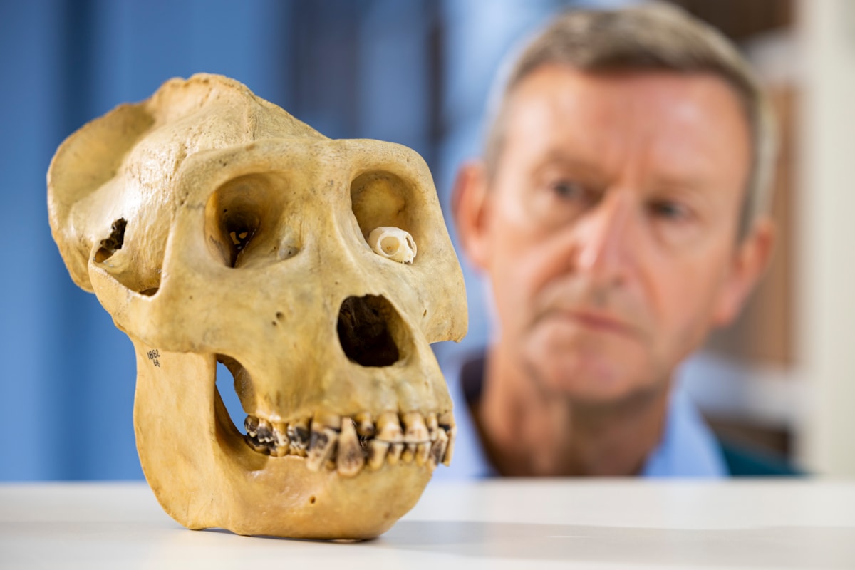 Professor Andrew Kitchener with a gorilla and mouse lemur skull. Photo © Duncan McGlynn (1)